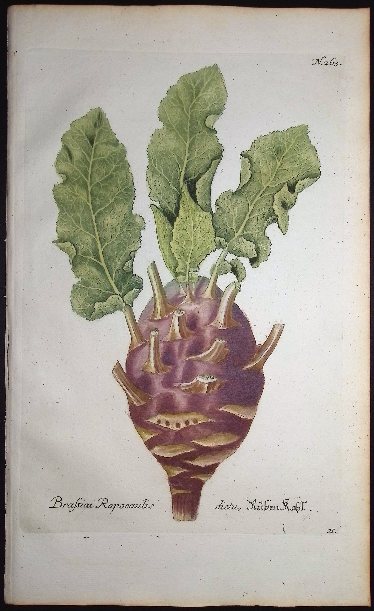Brassica Rapocaulis