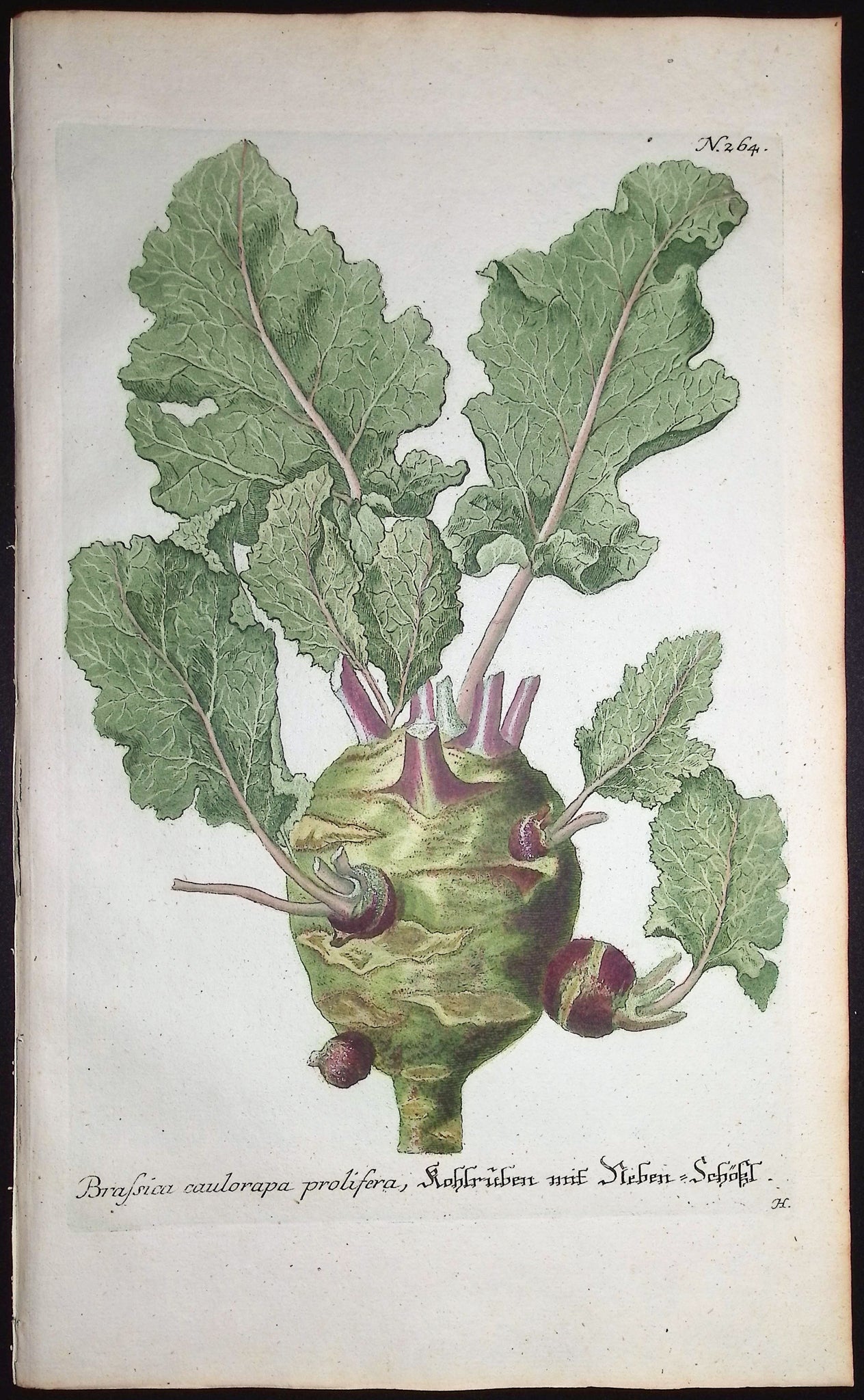 Brassica caulorapa