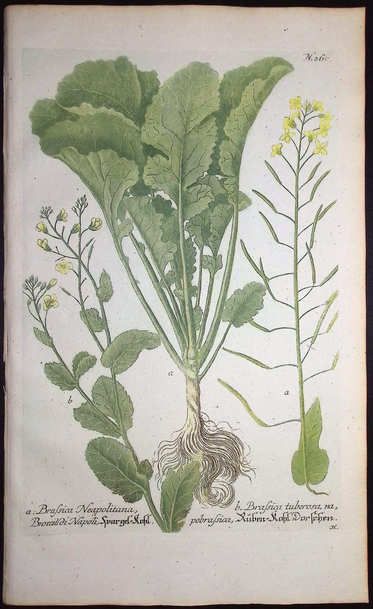 Brassica