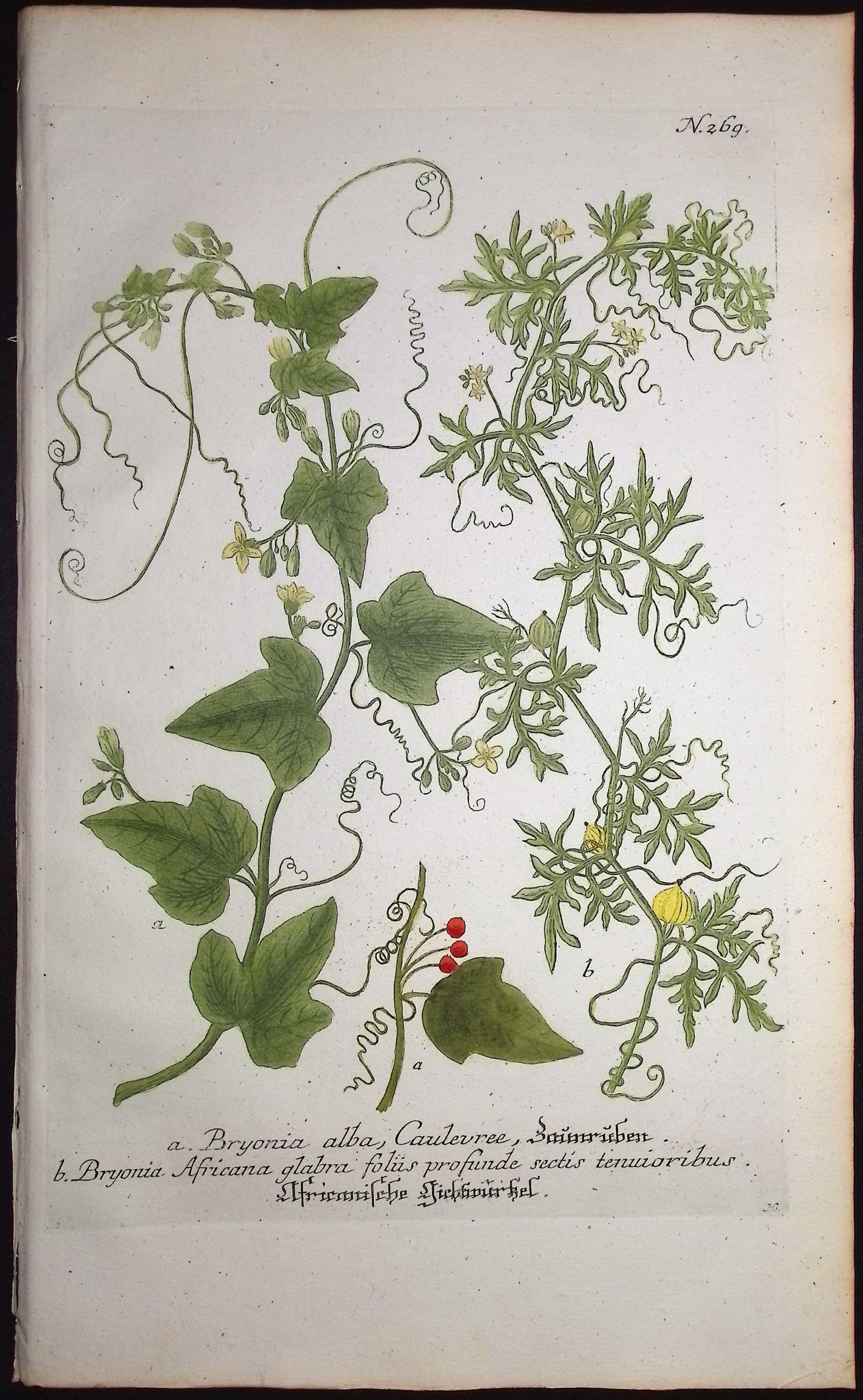 Bryonia