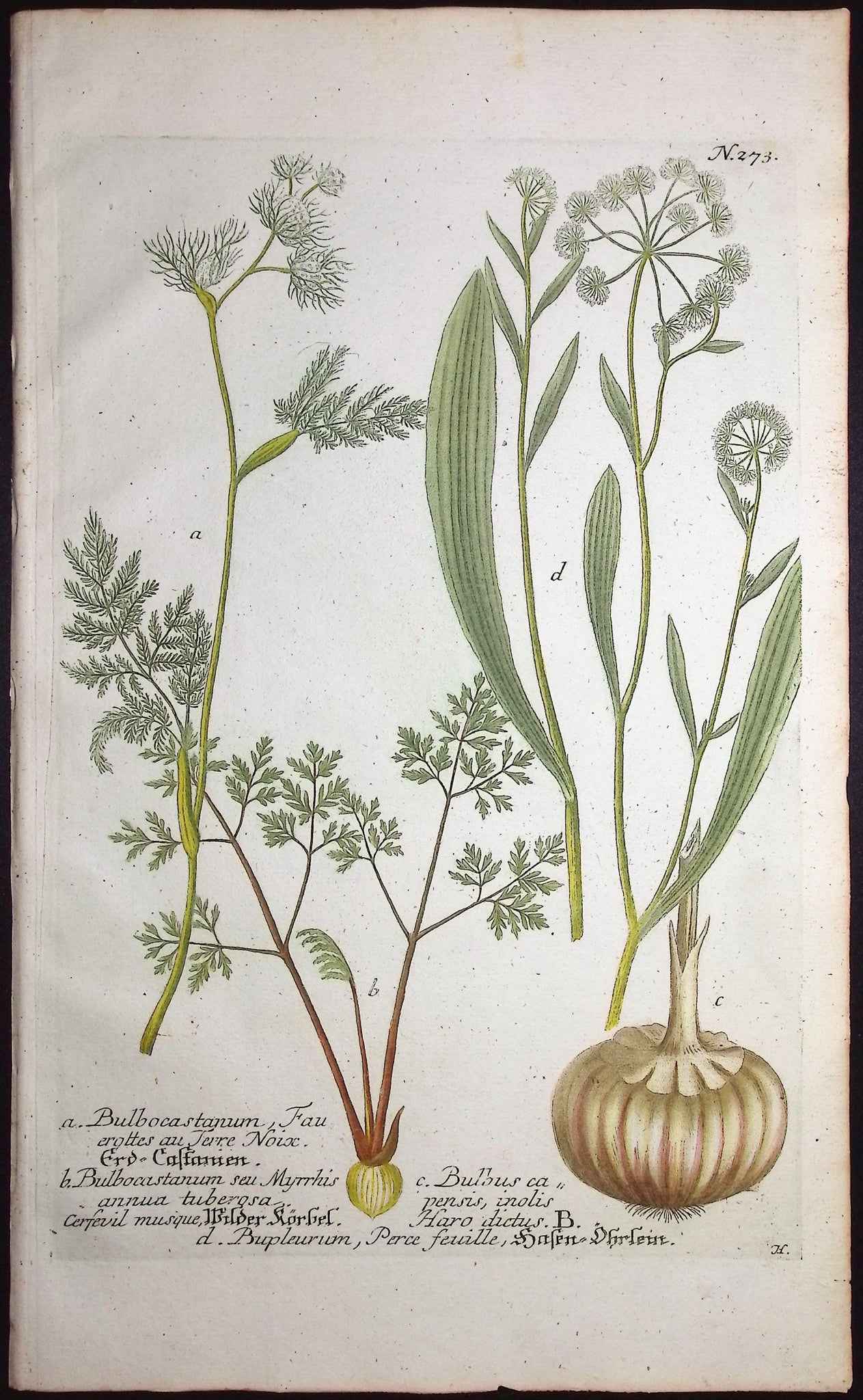 Pignut or Earthnut