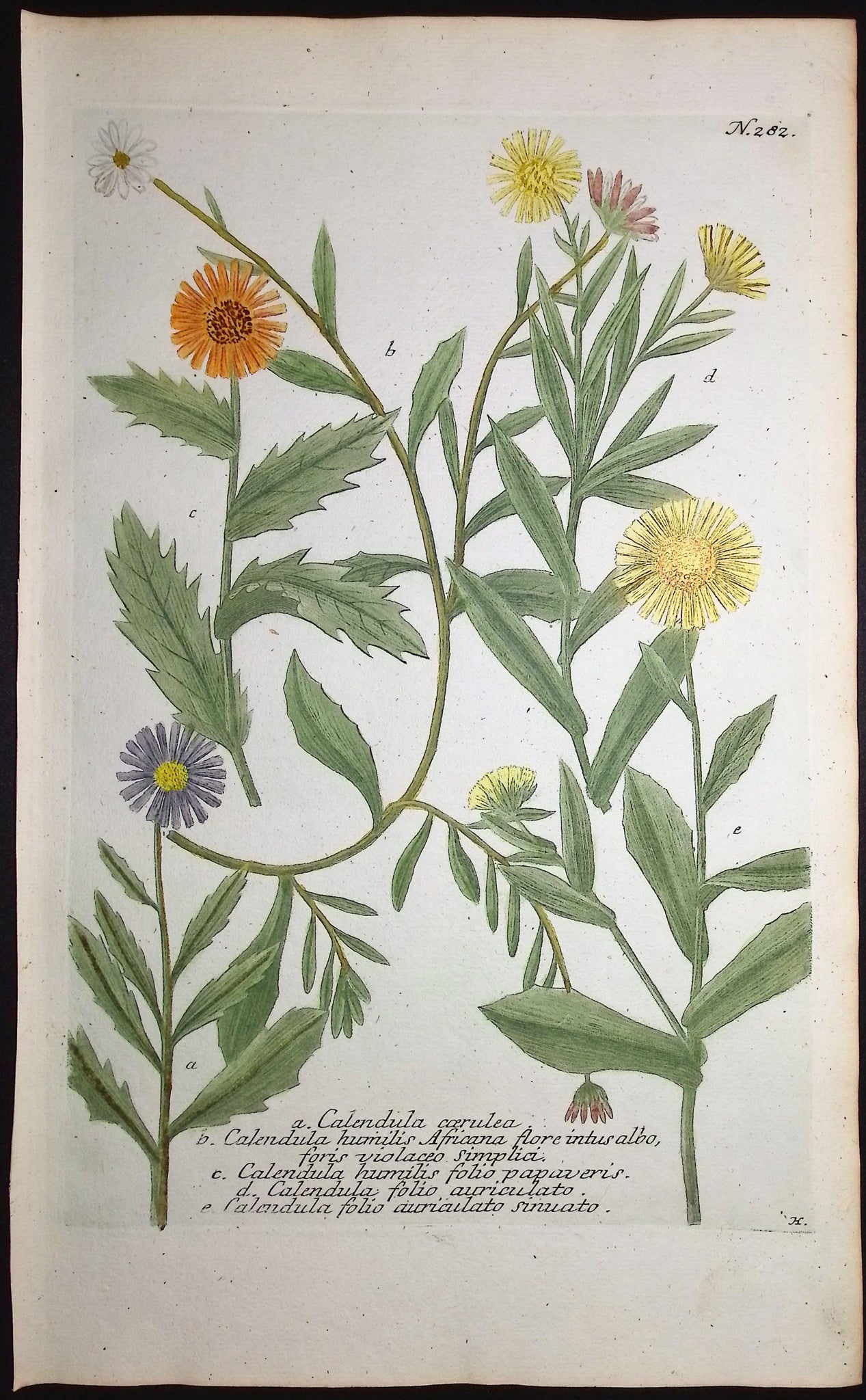 Marigold