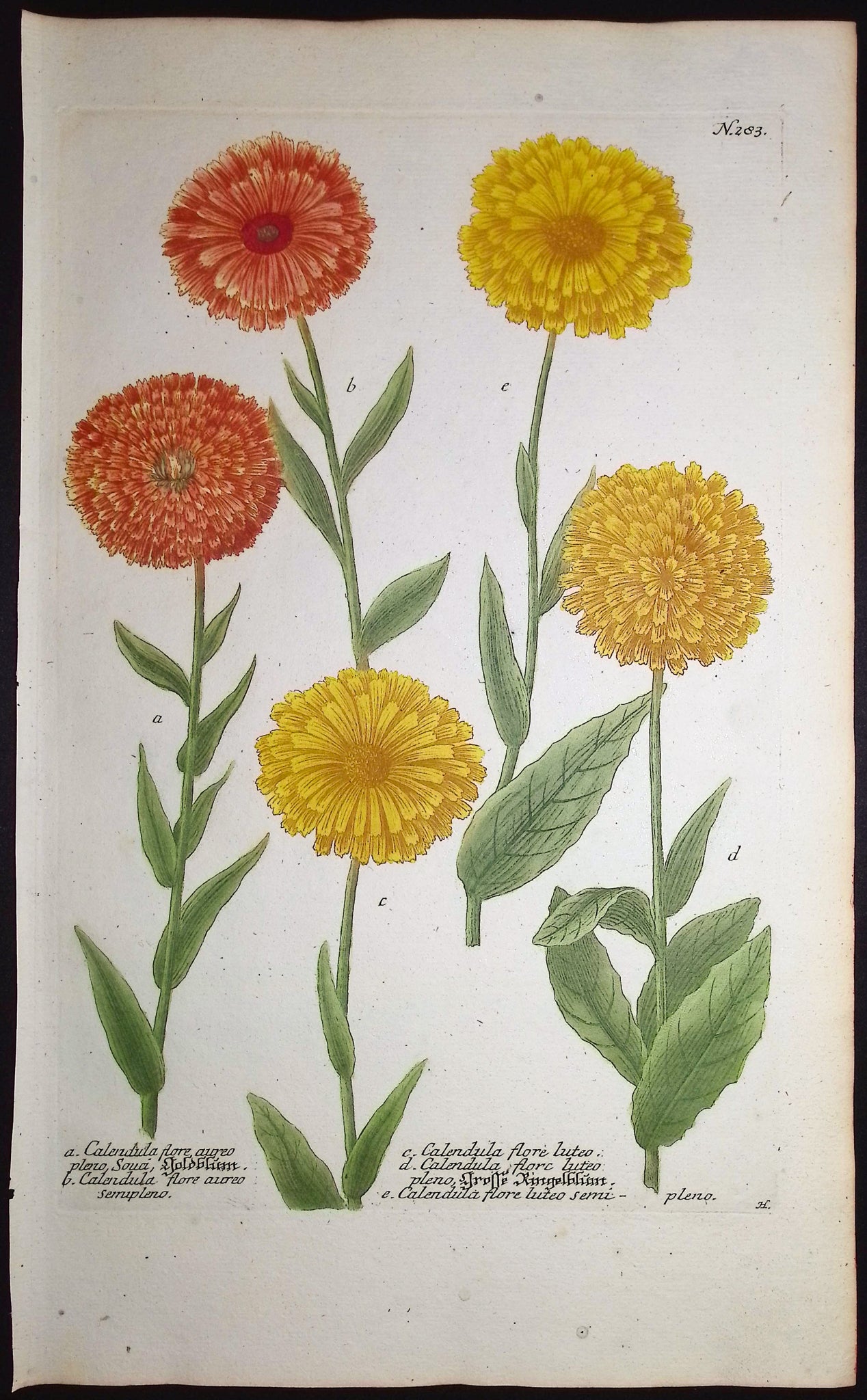 Marigold