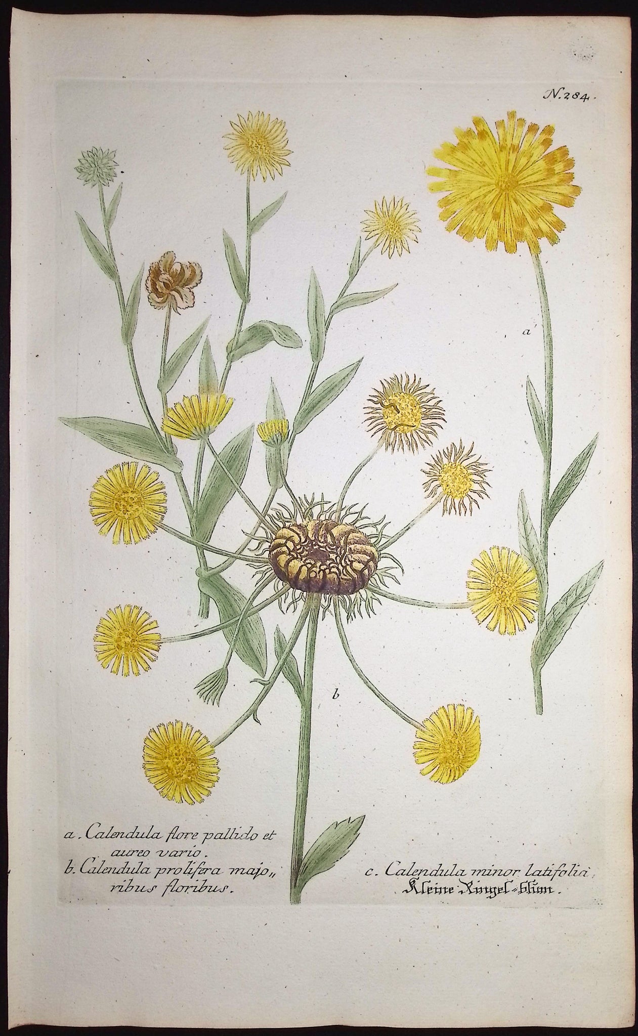 Marigold