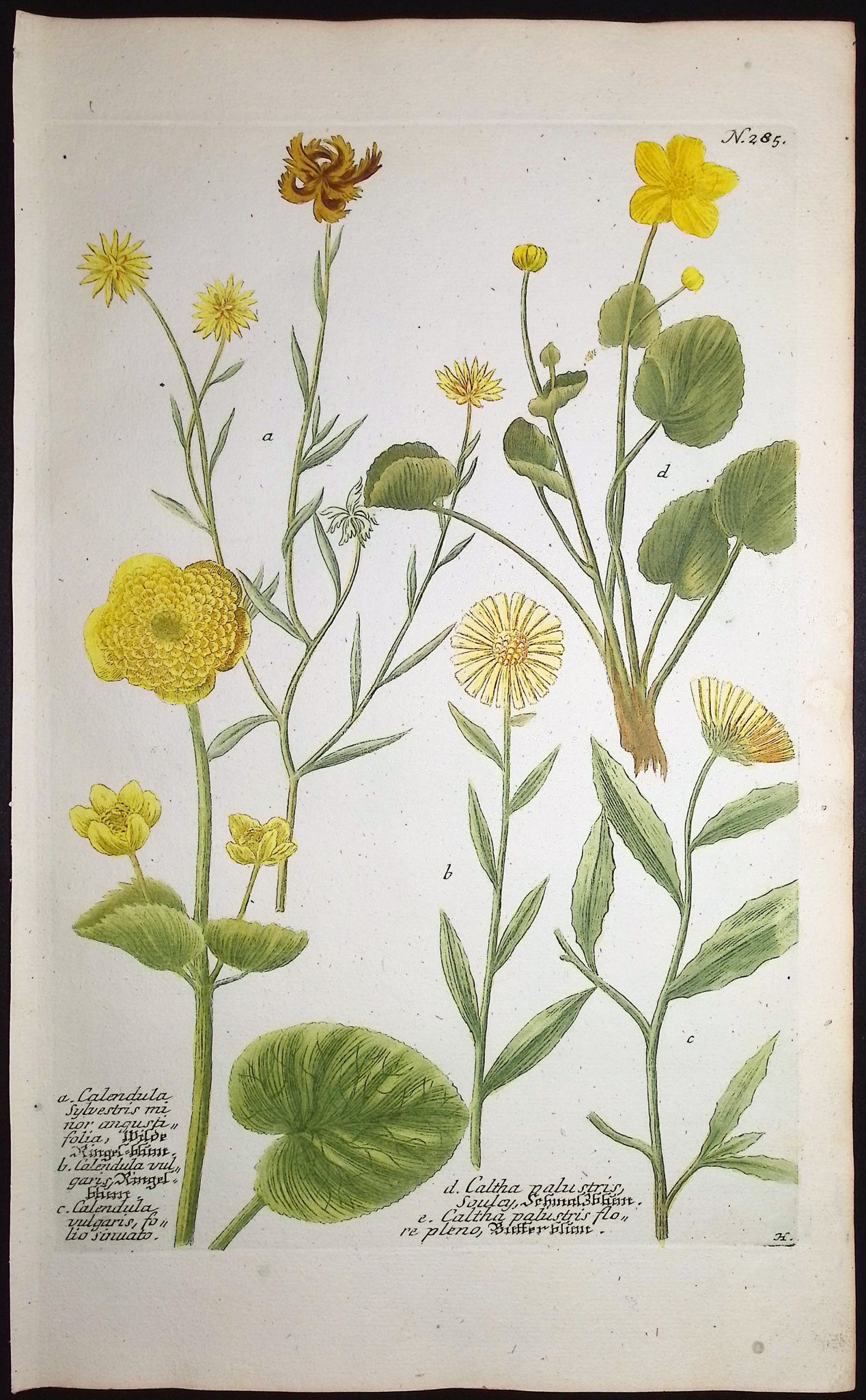 Marigold