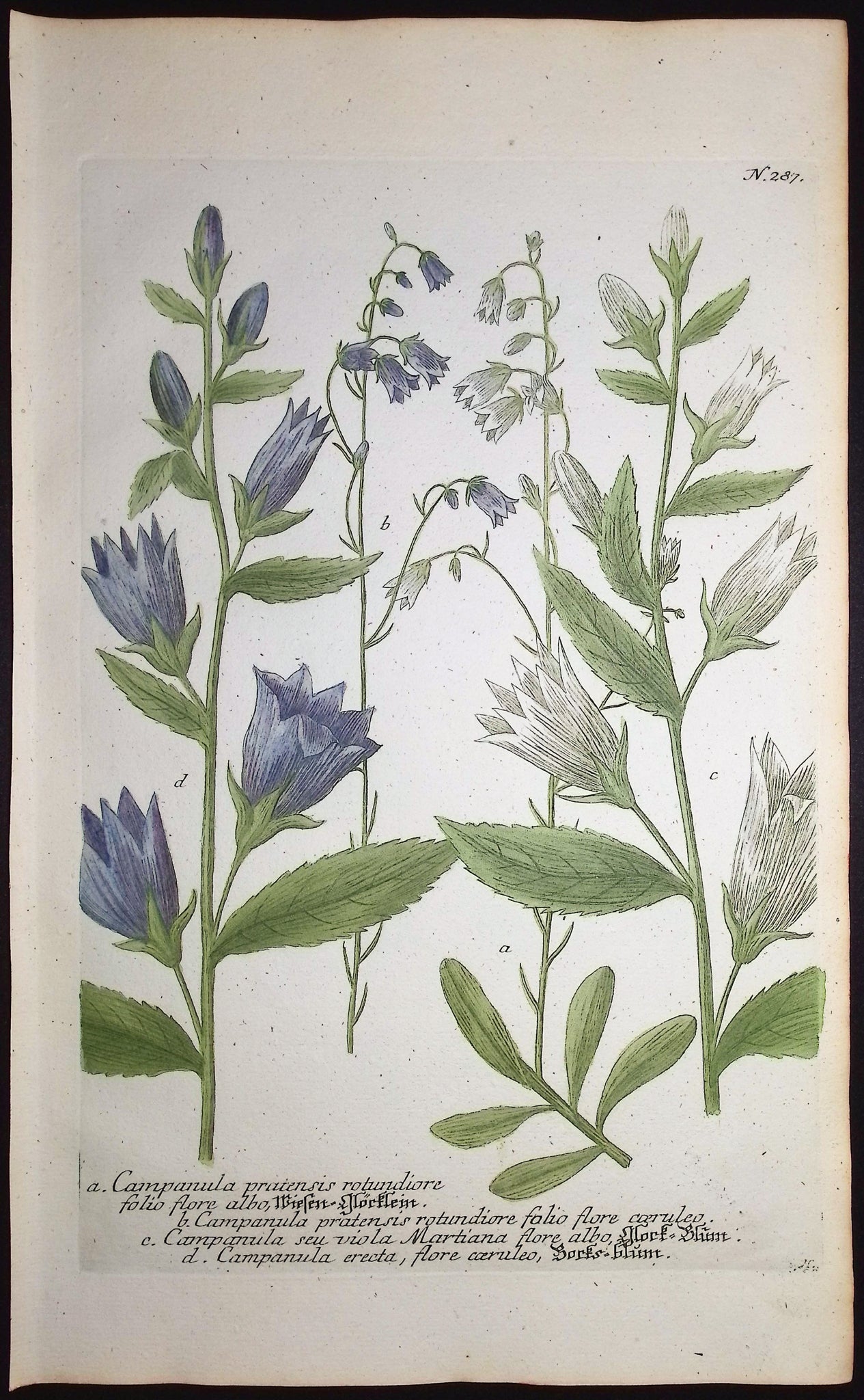 Bellflower