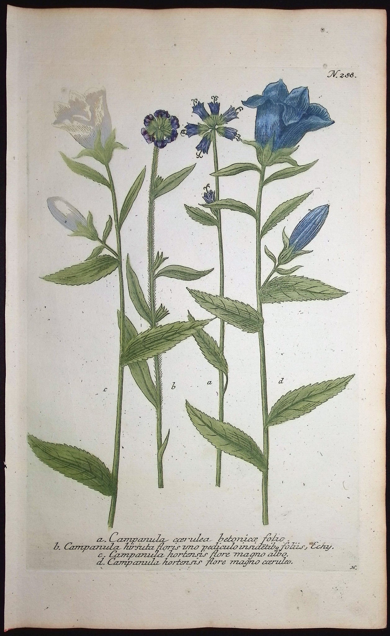 Bellflower