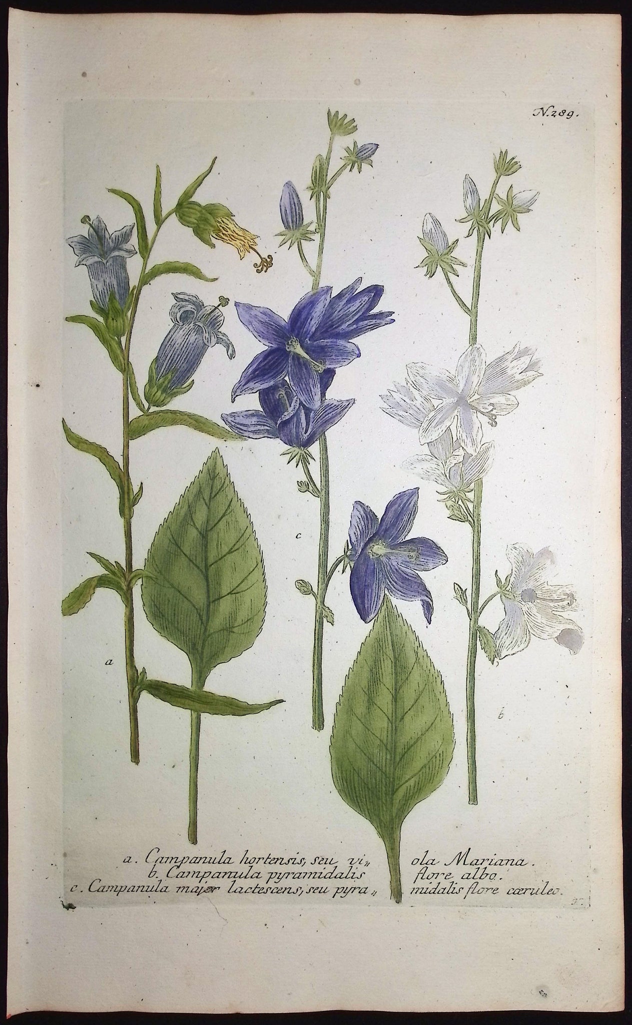 Bellflower