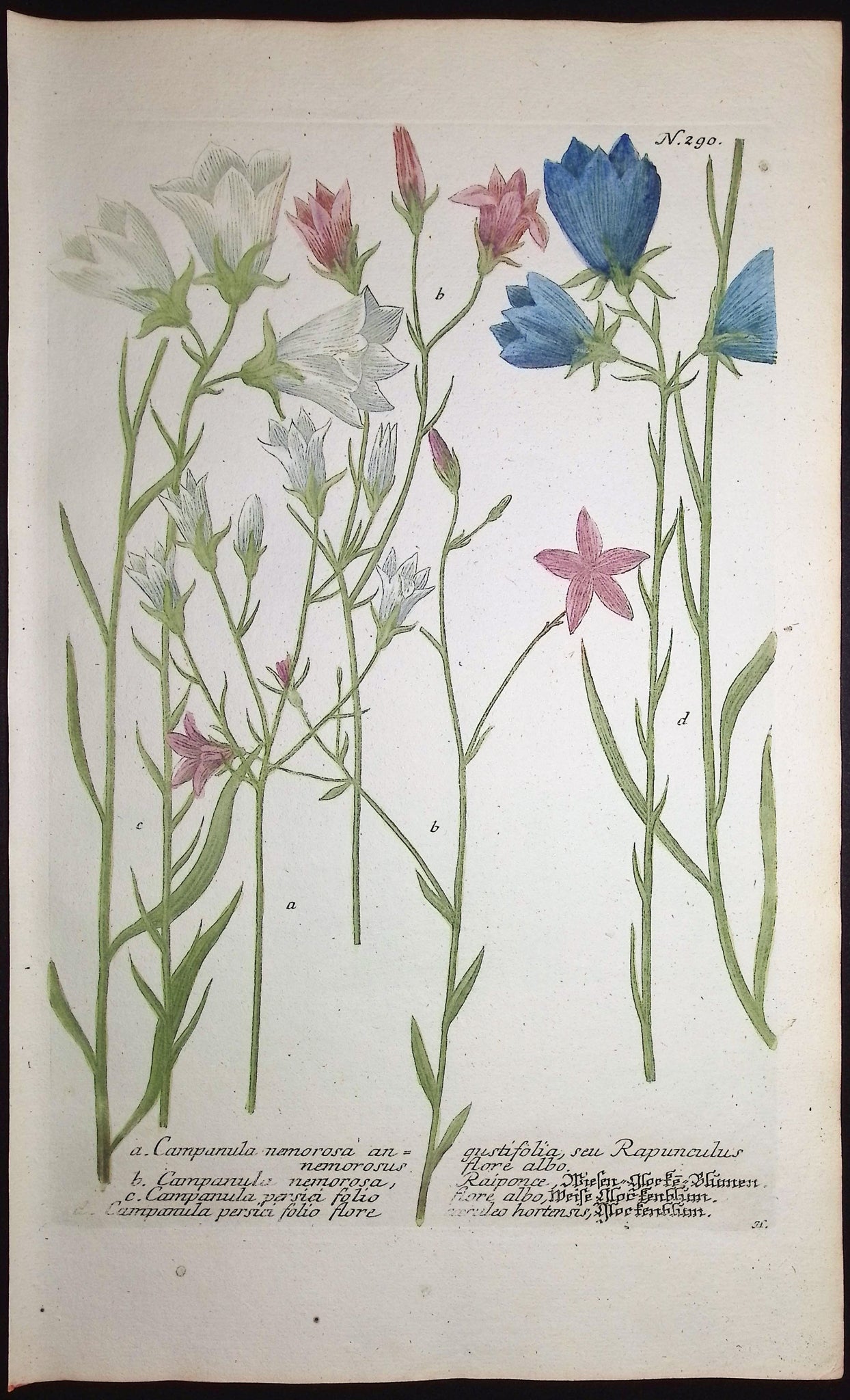 Bellflower
