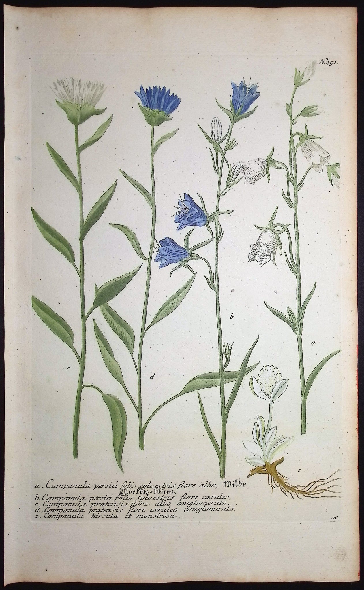 Bellflower