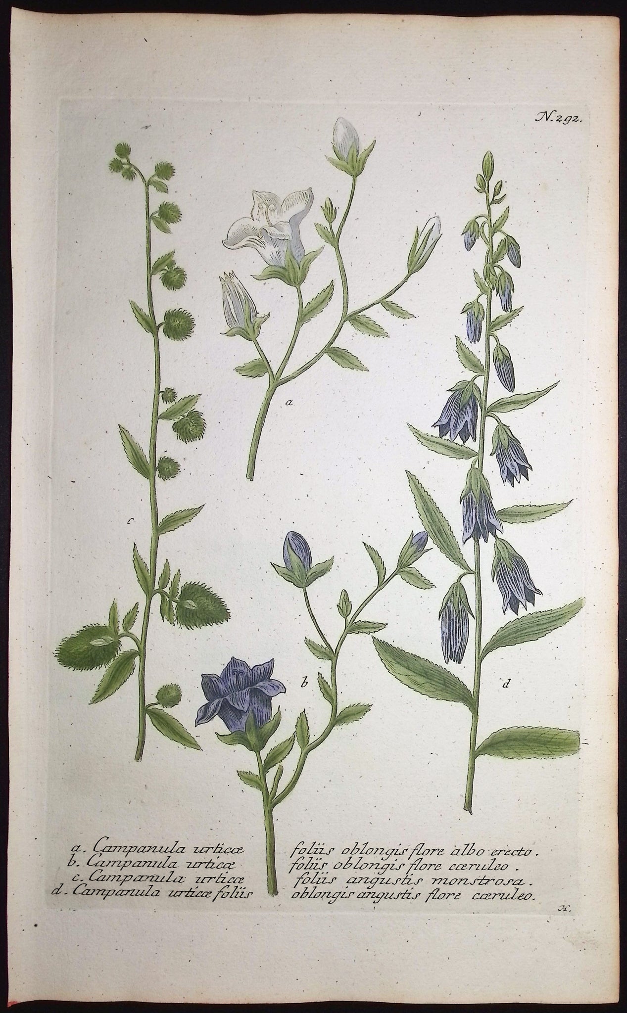 Bellflower