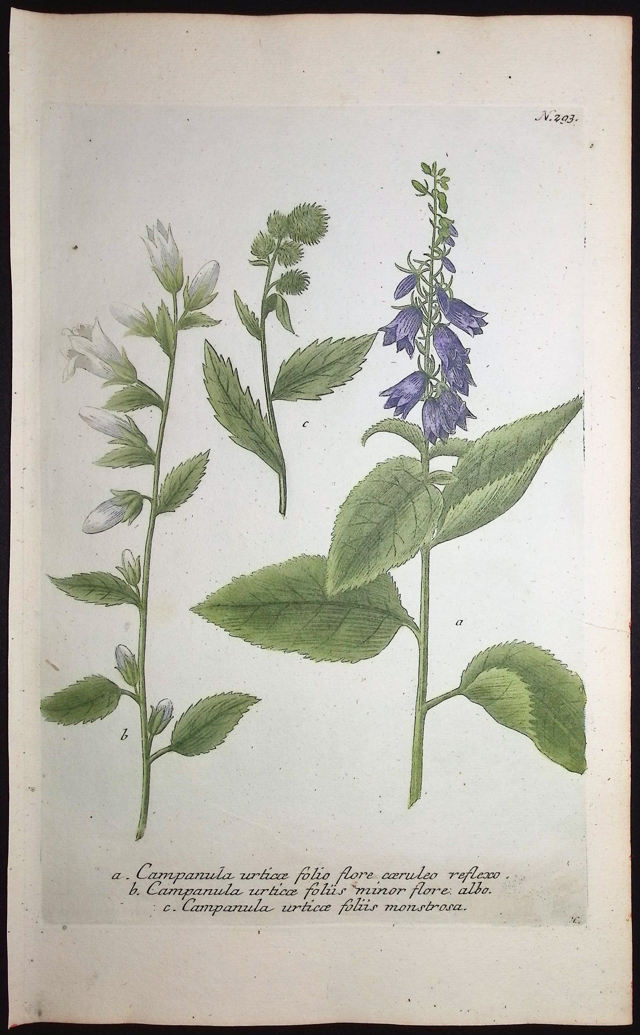 Bellflower