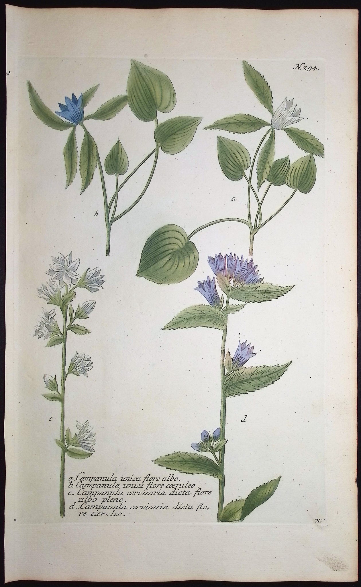 Bellflower