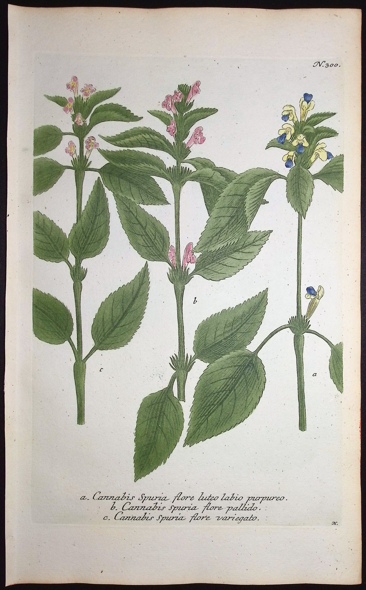 Cannabis Spuria