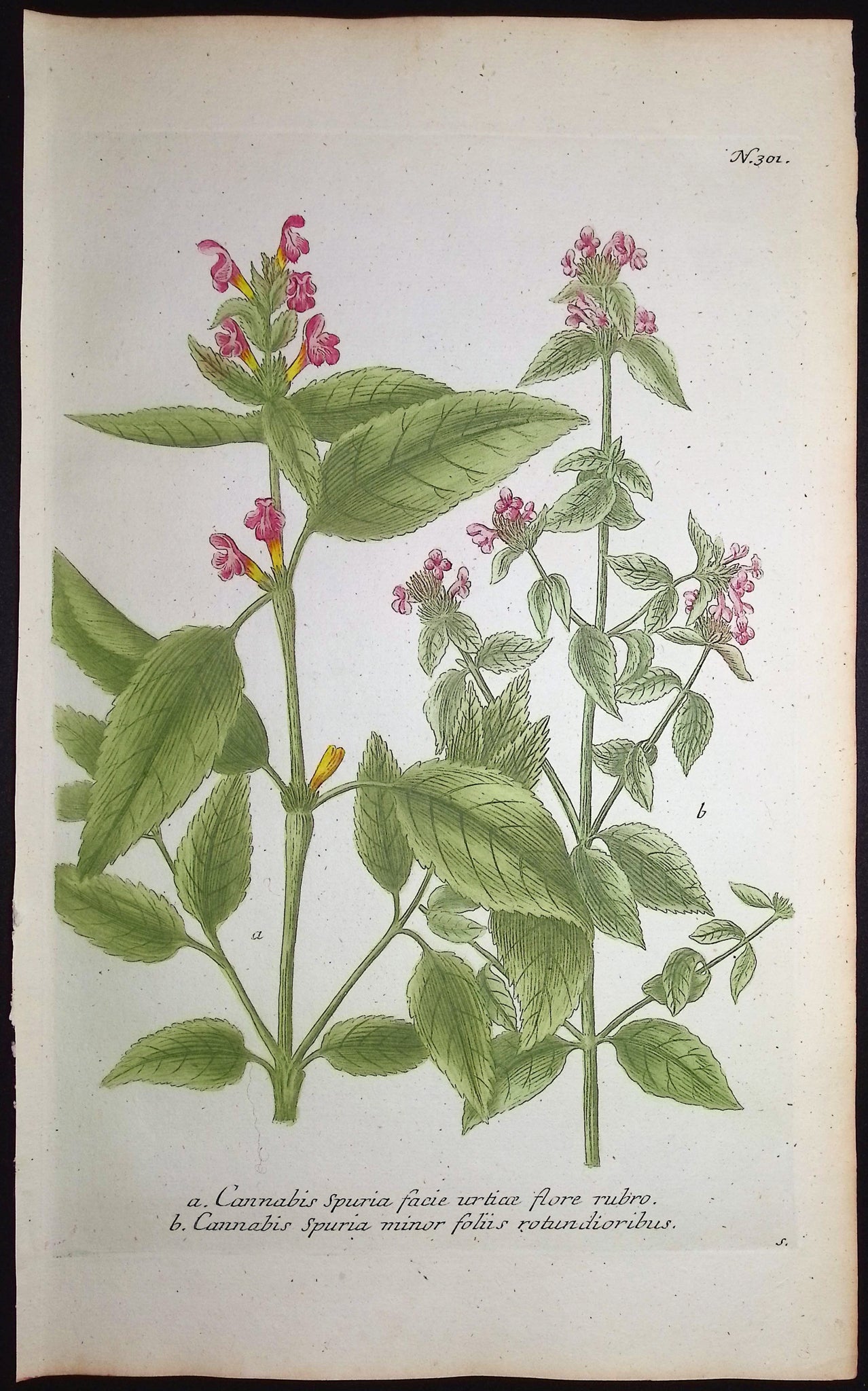 Cannabis Spuria