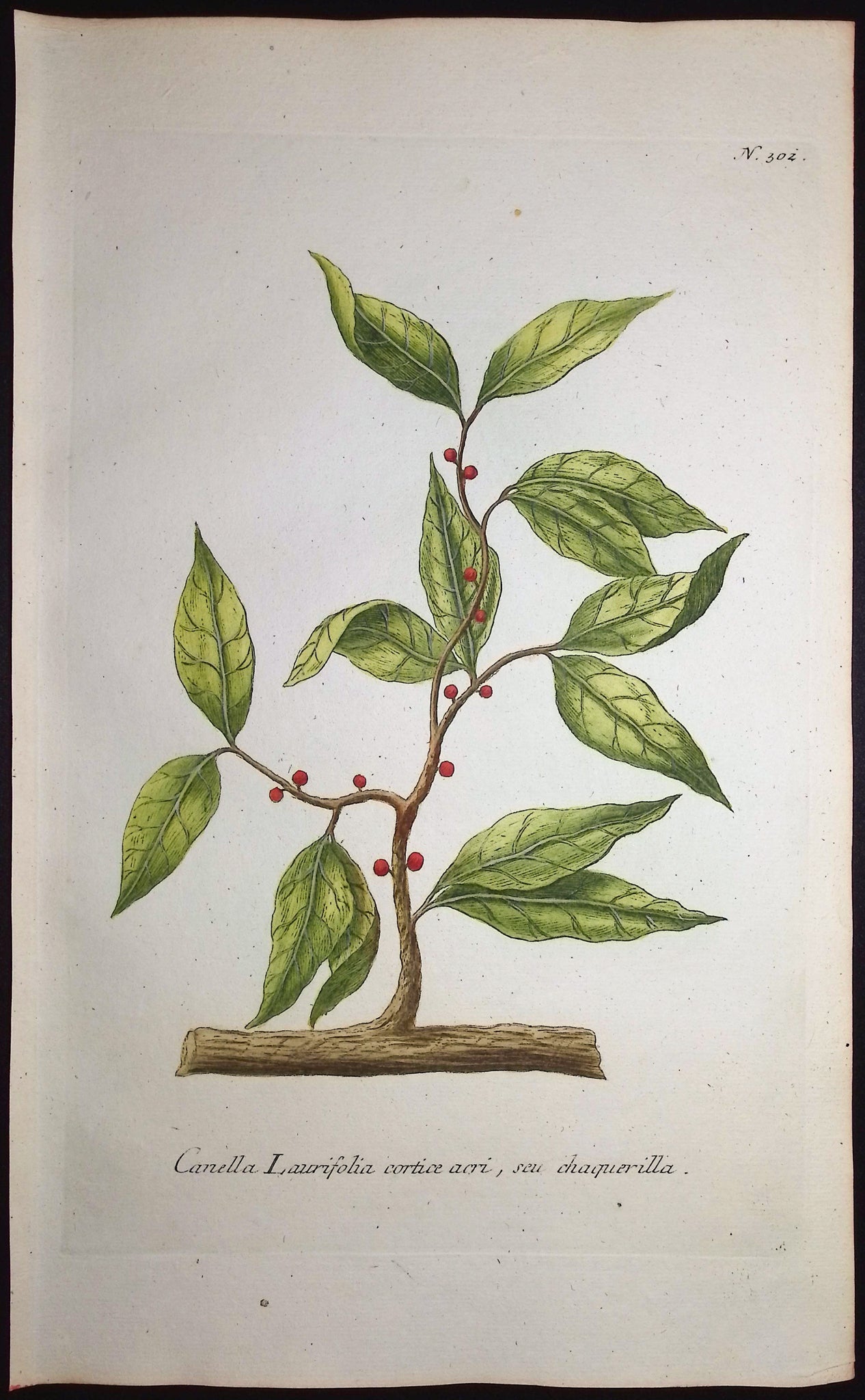Canella Laurifolia
