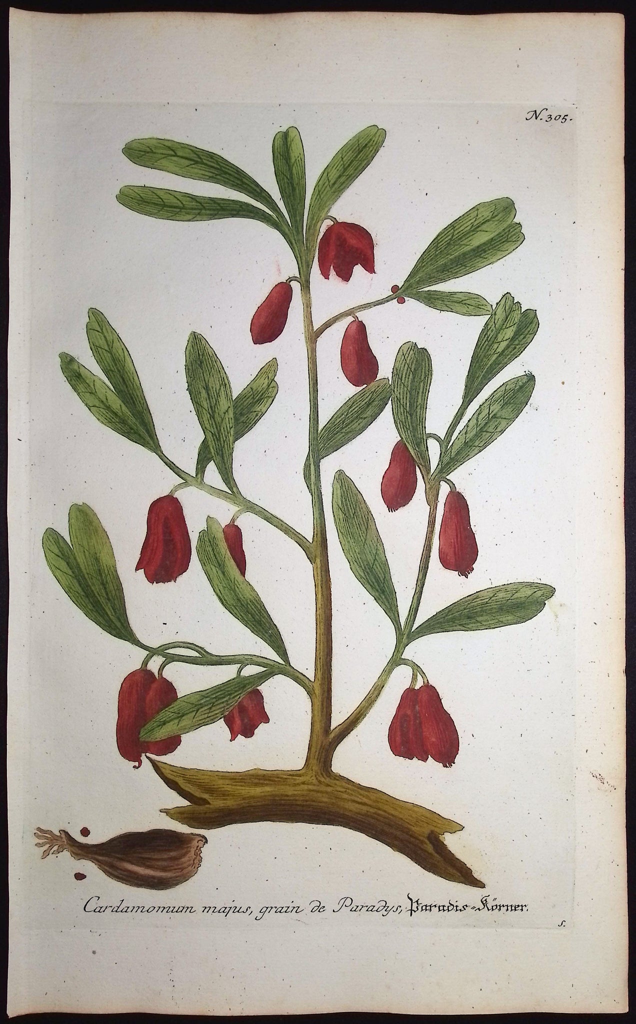Cardamom
