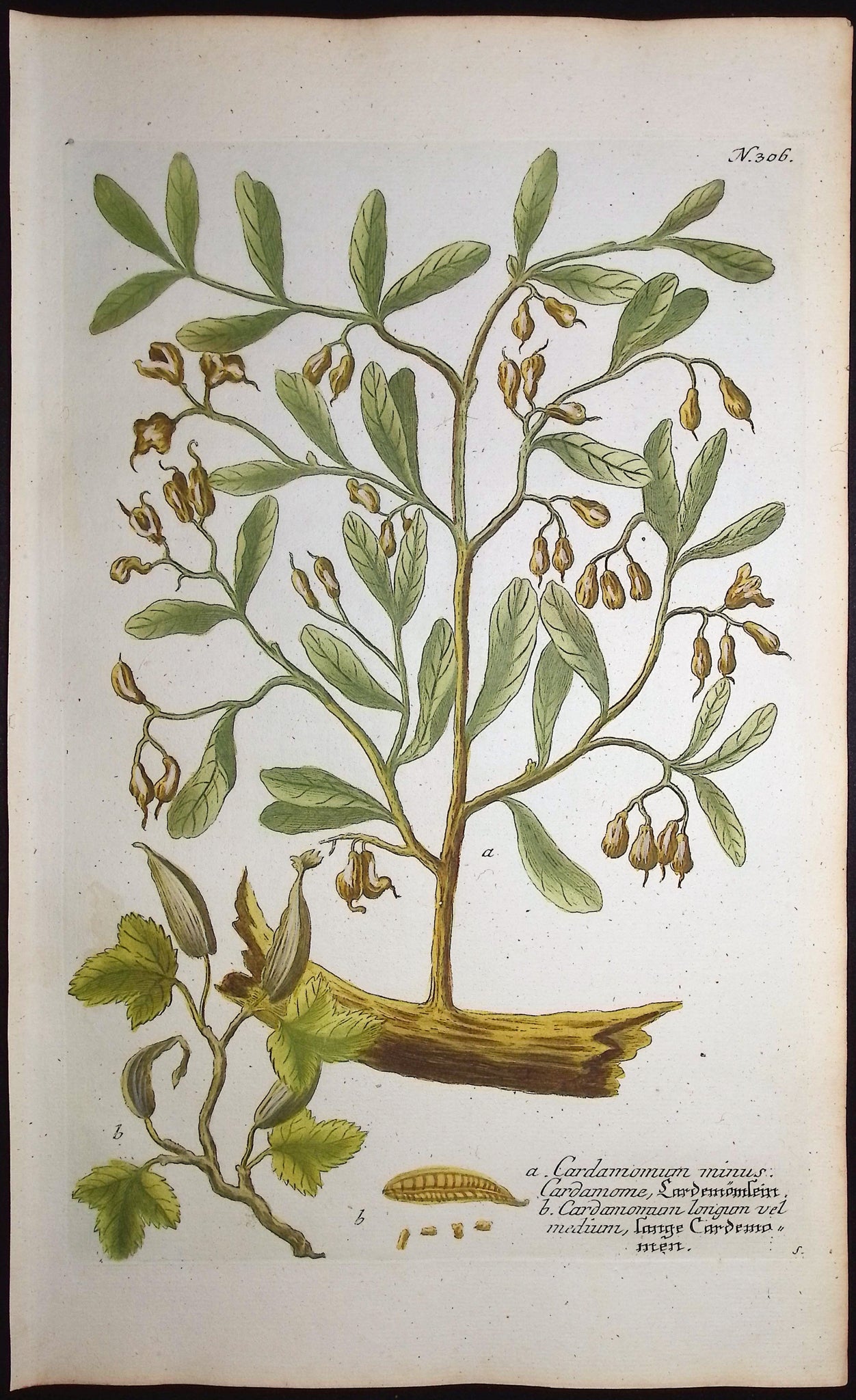 Cardamom