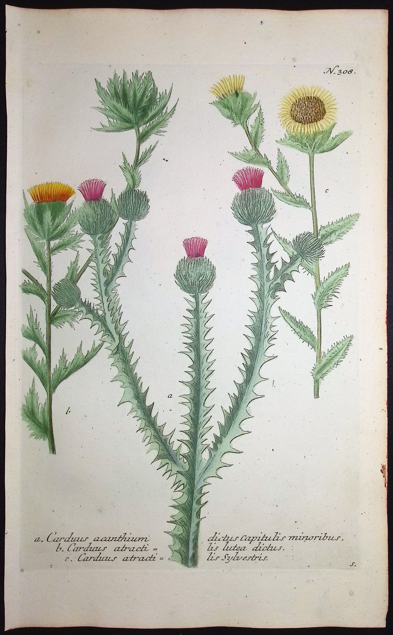 Thistle