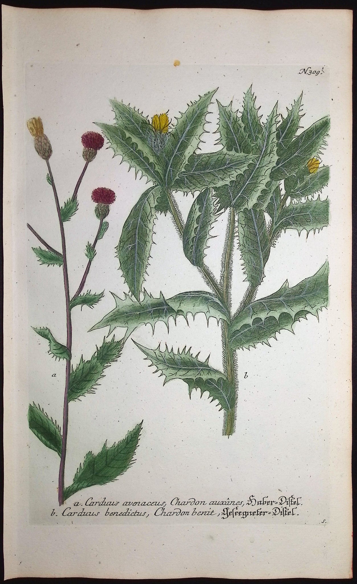 Thistle