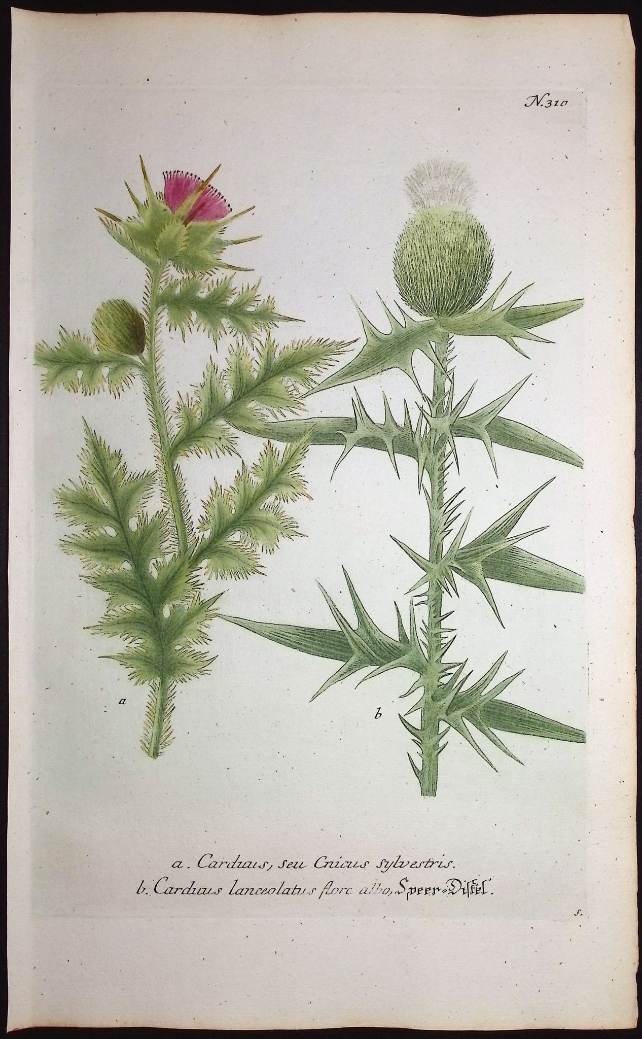 Thistle