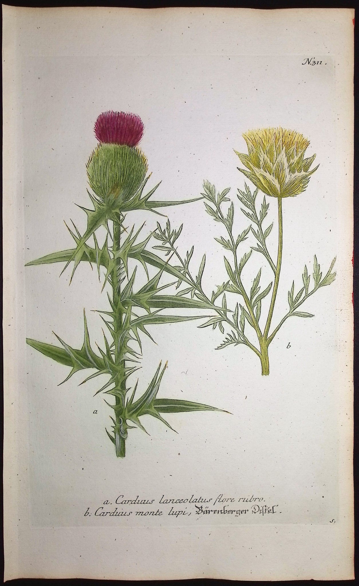 Thistle