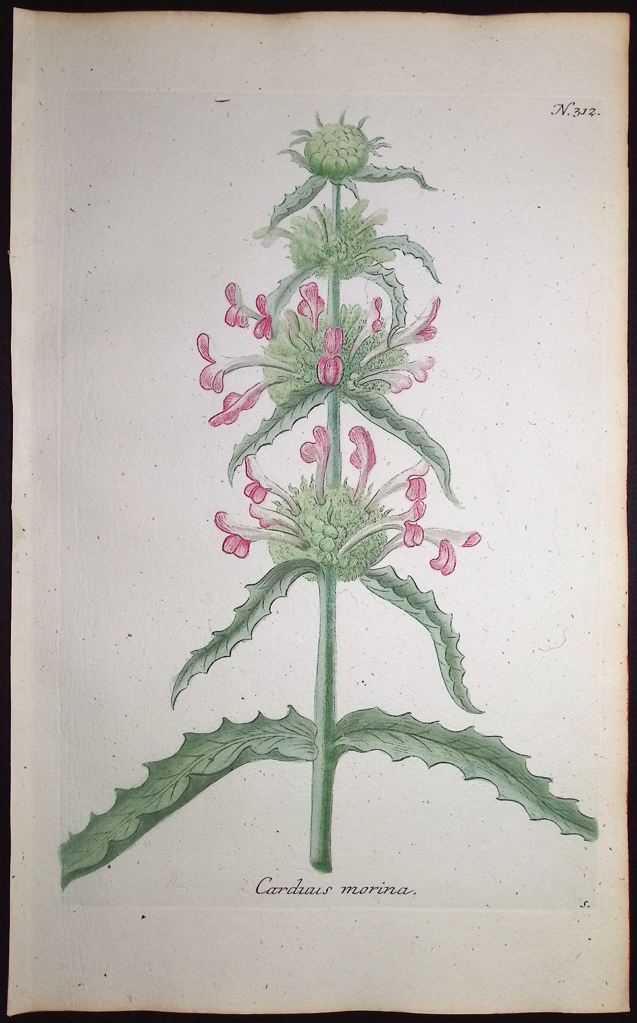 Thistle