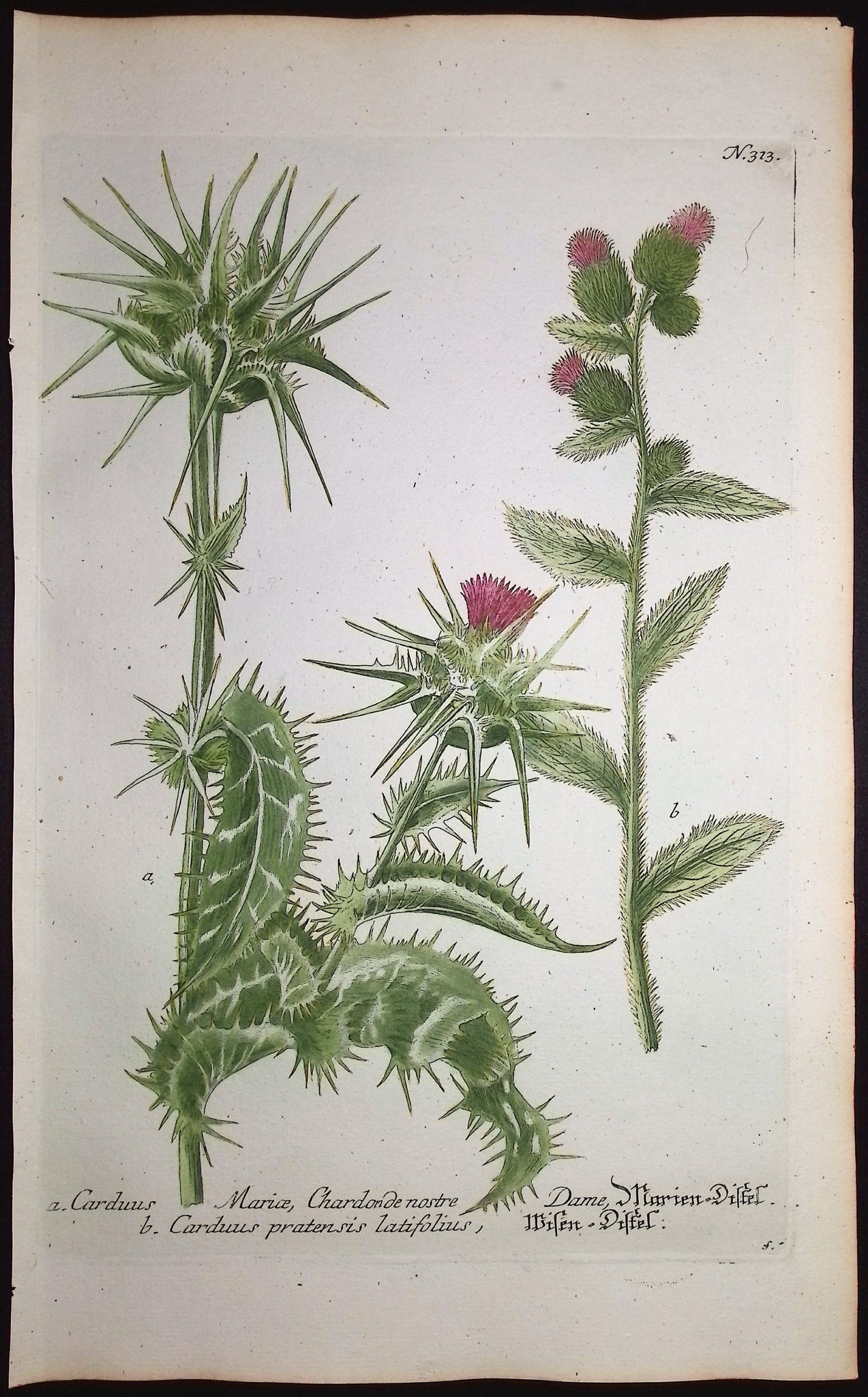 Thistle
