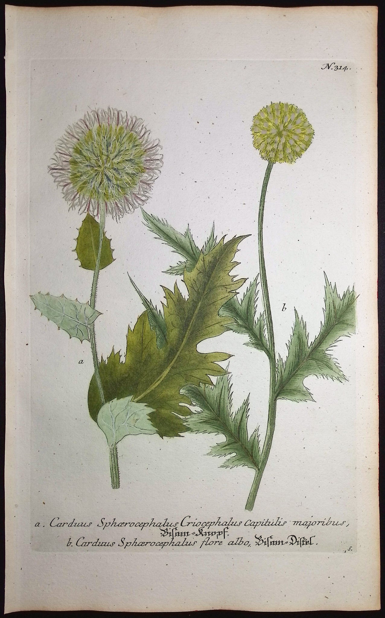 Globe Thistle