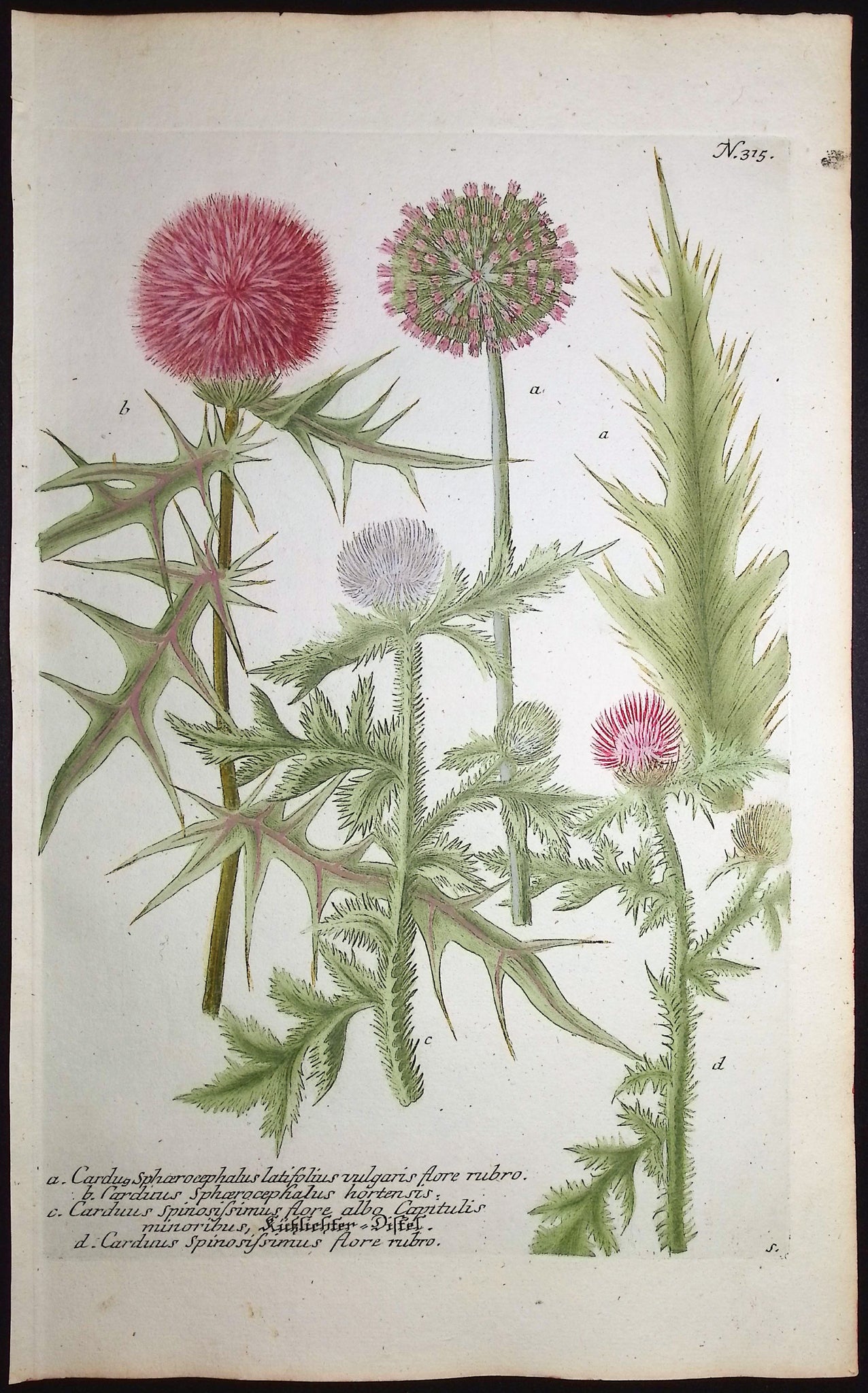 Globe Thistle