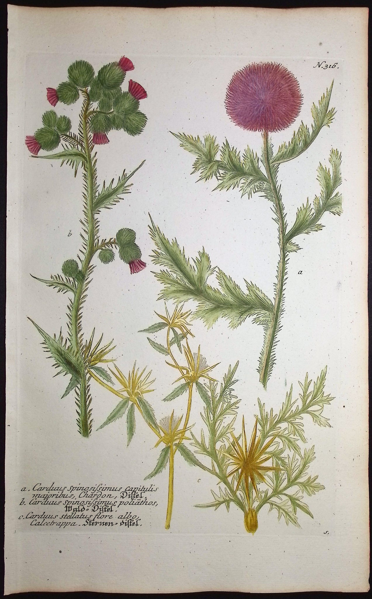 Thistle