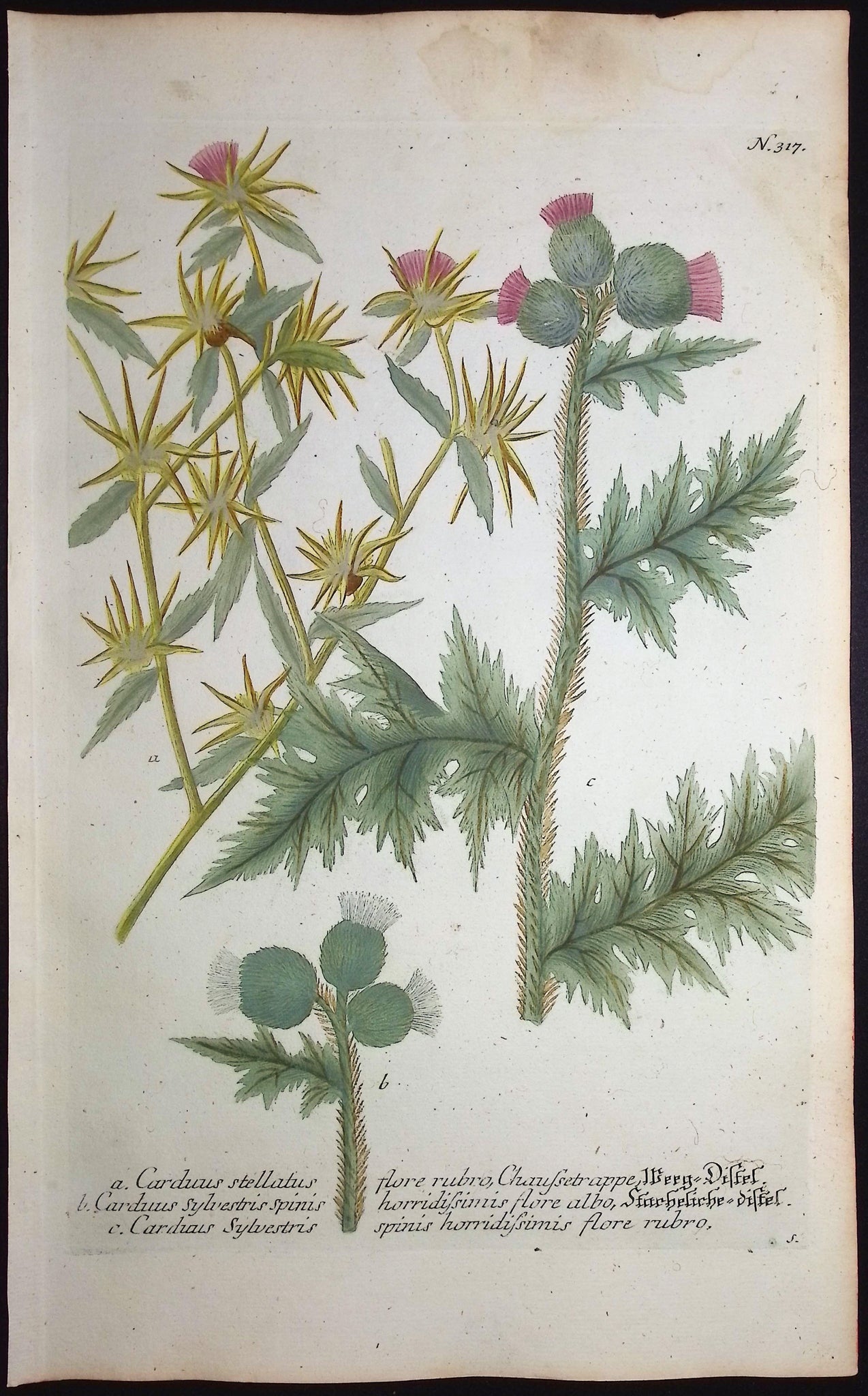Thistle