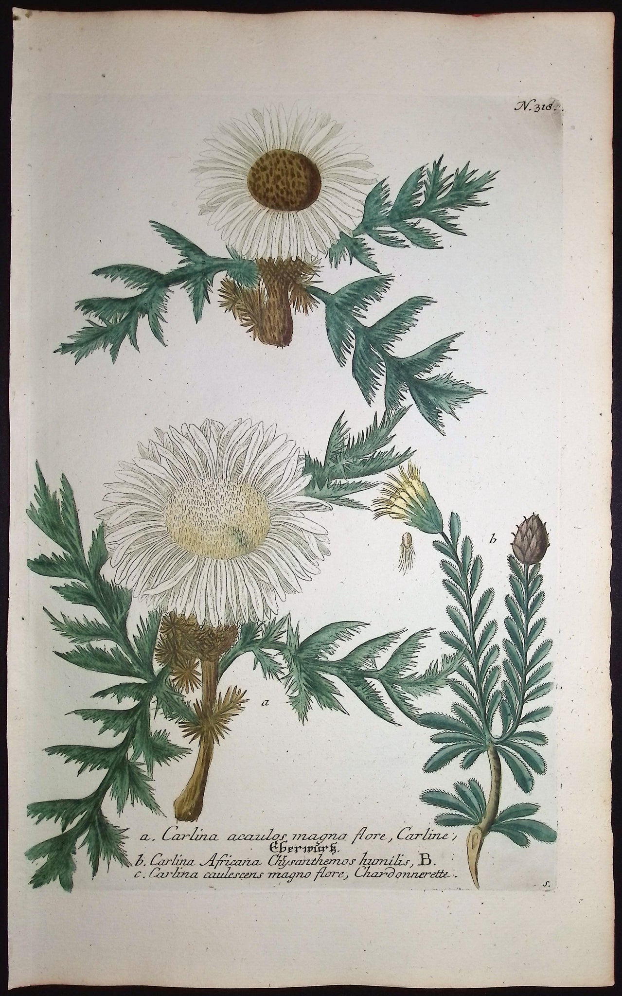 Silver Thistle, Carlina