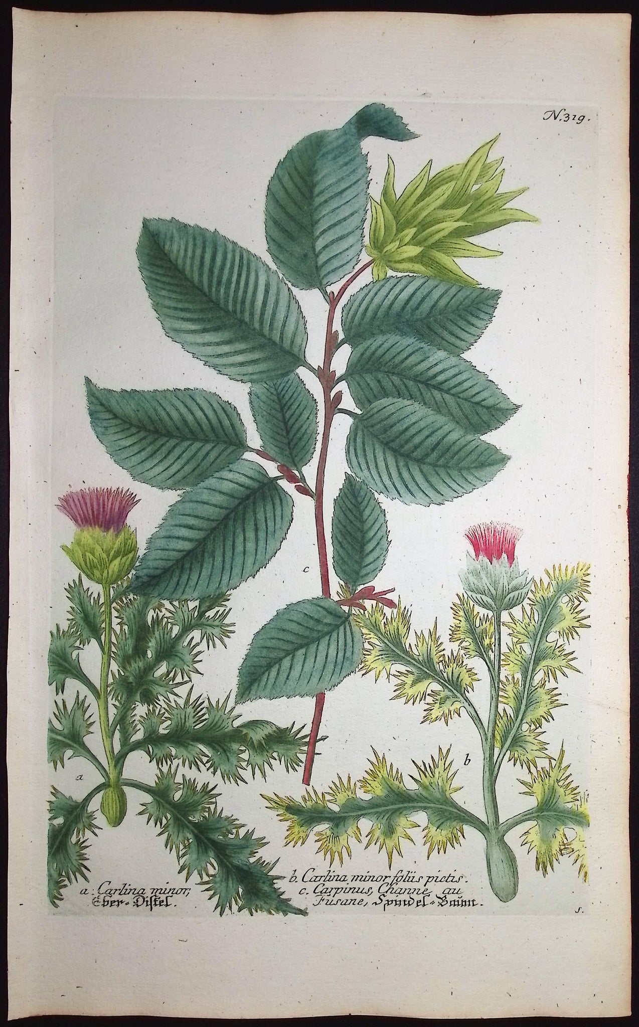 Thistle & Hornbeam or Ironwood
