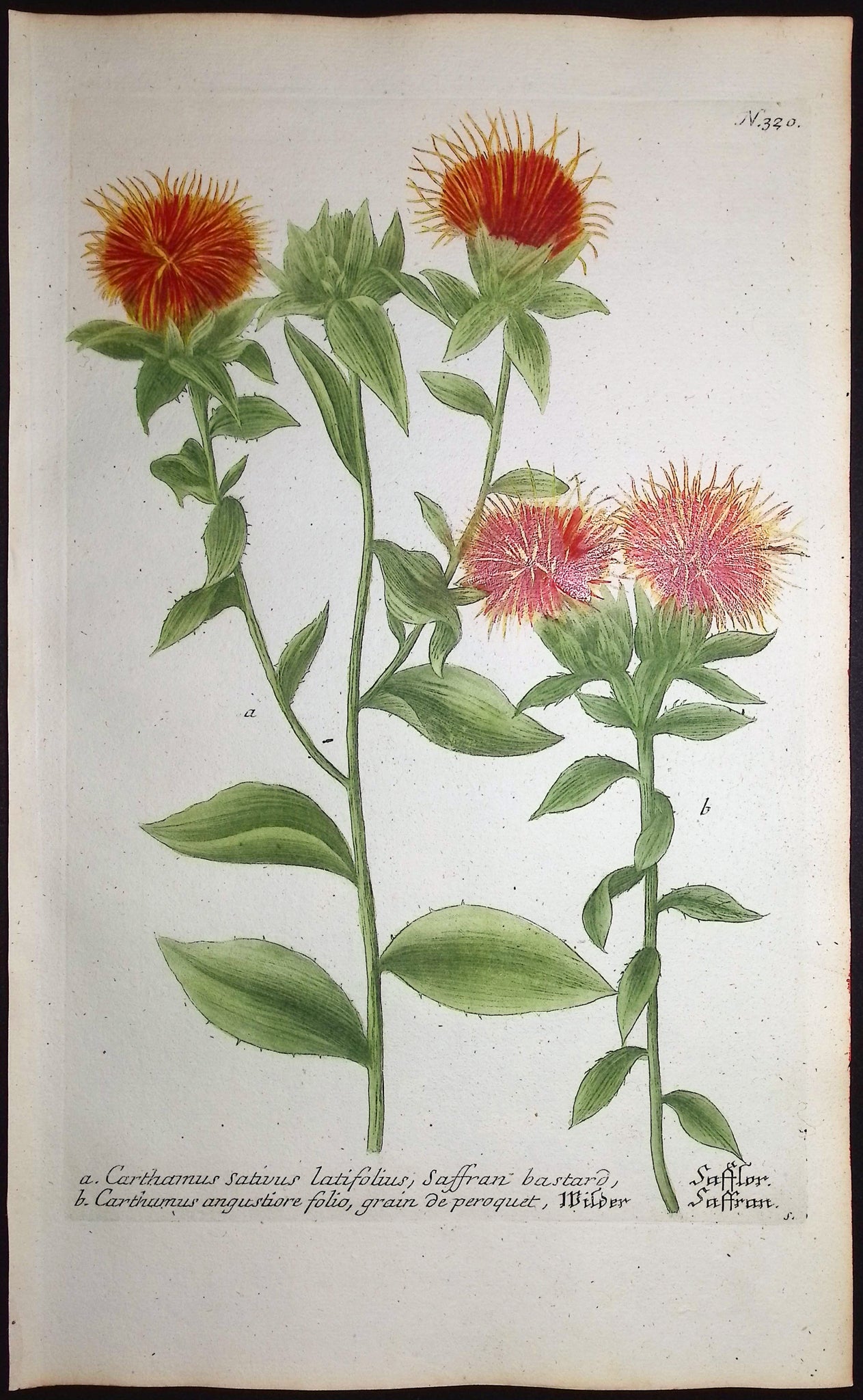 Safflower