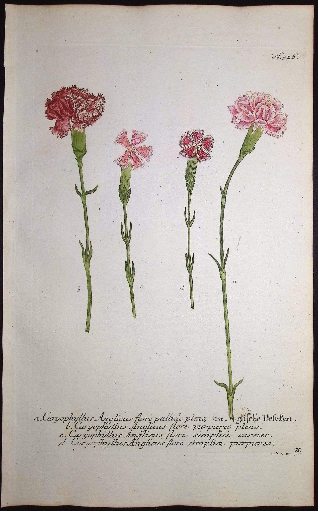 Carnation