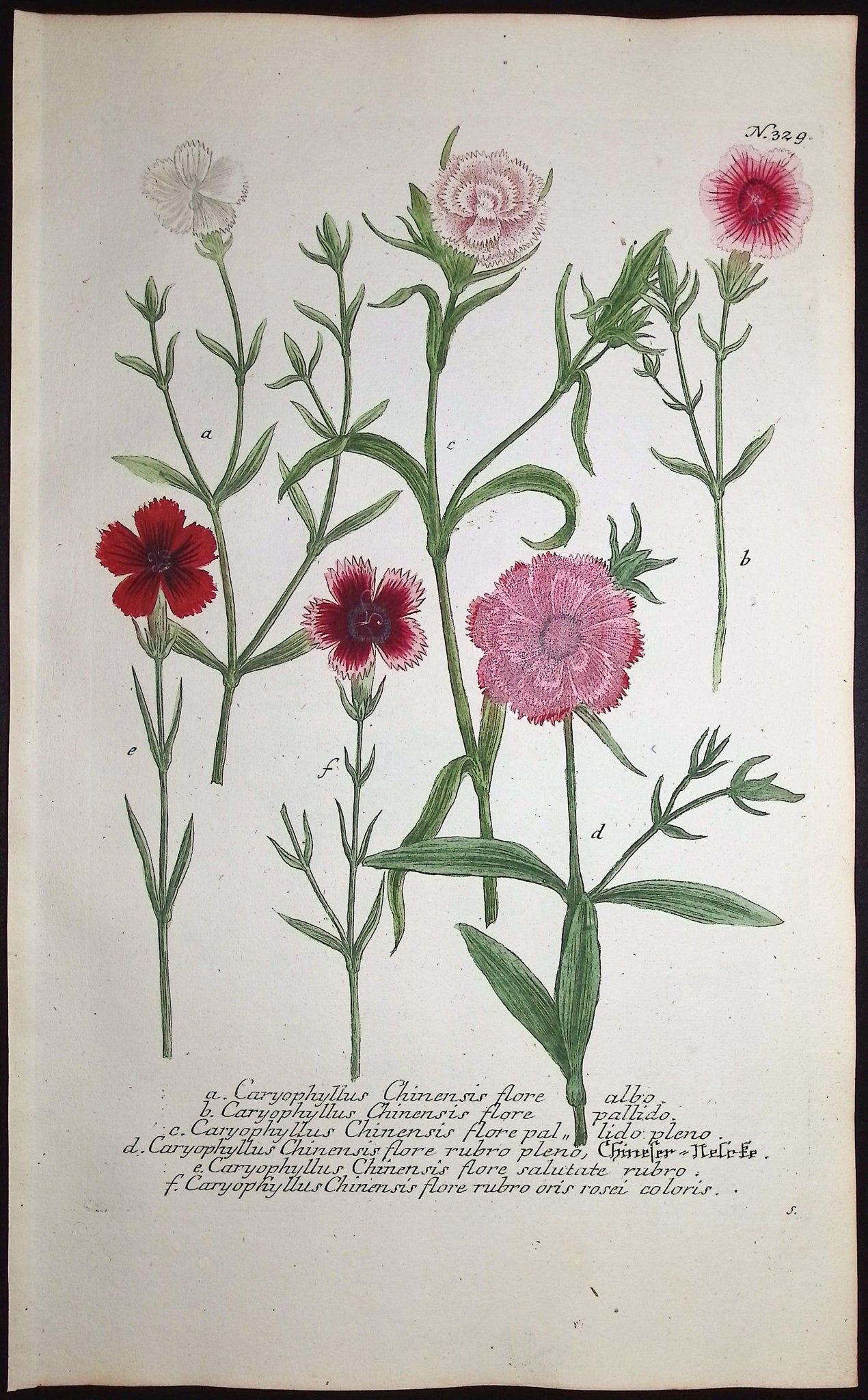 Carnation