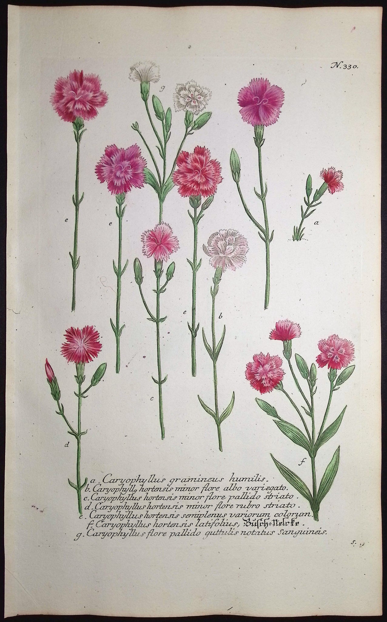 Carnation
