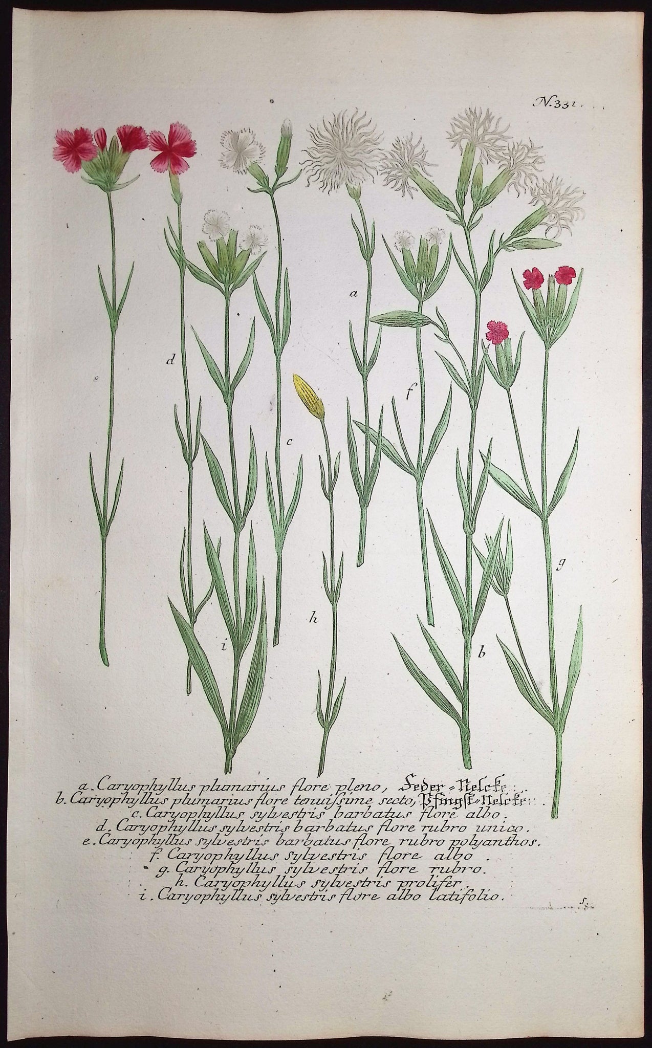 Carnation