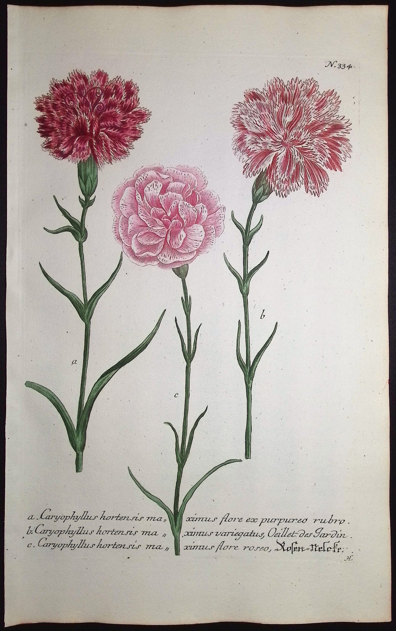 Carnation