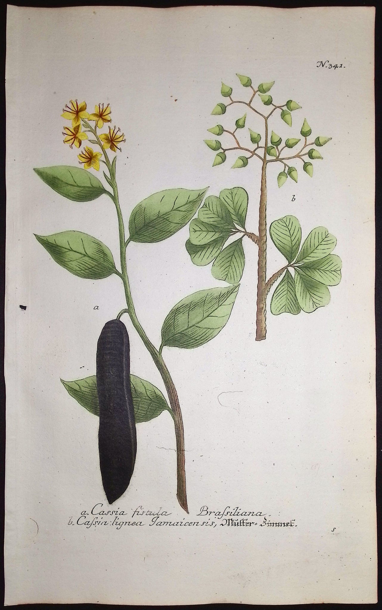 Golden Shower Tree & Cinnamon