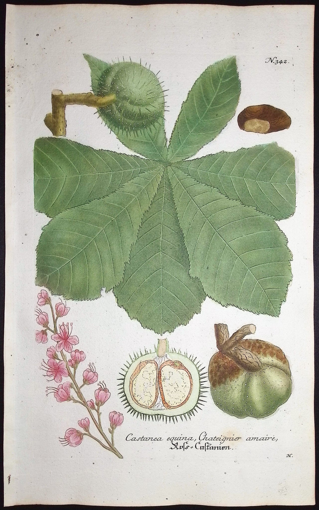 Horse Chestnut