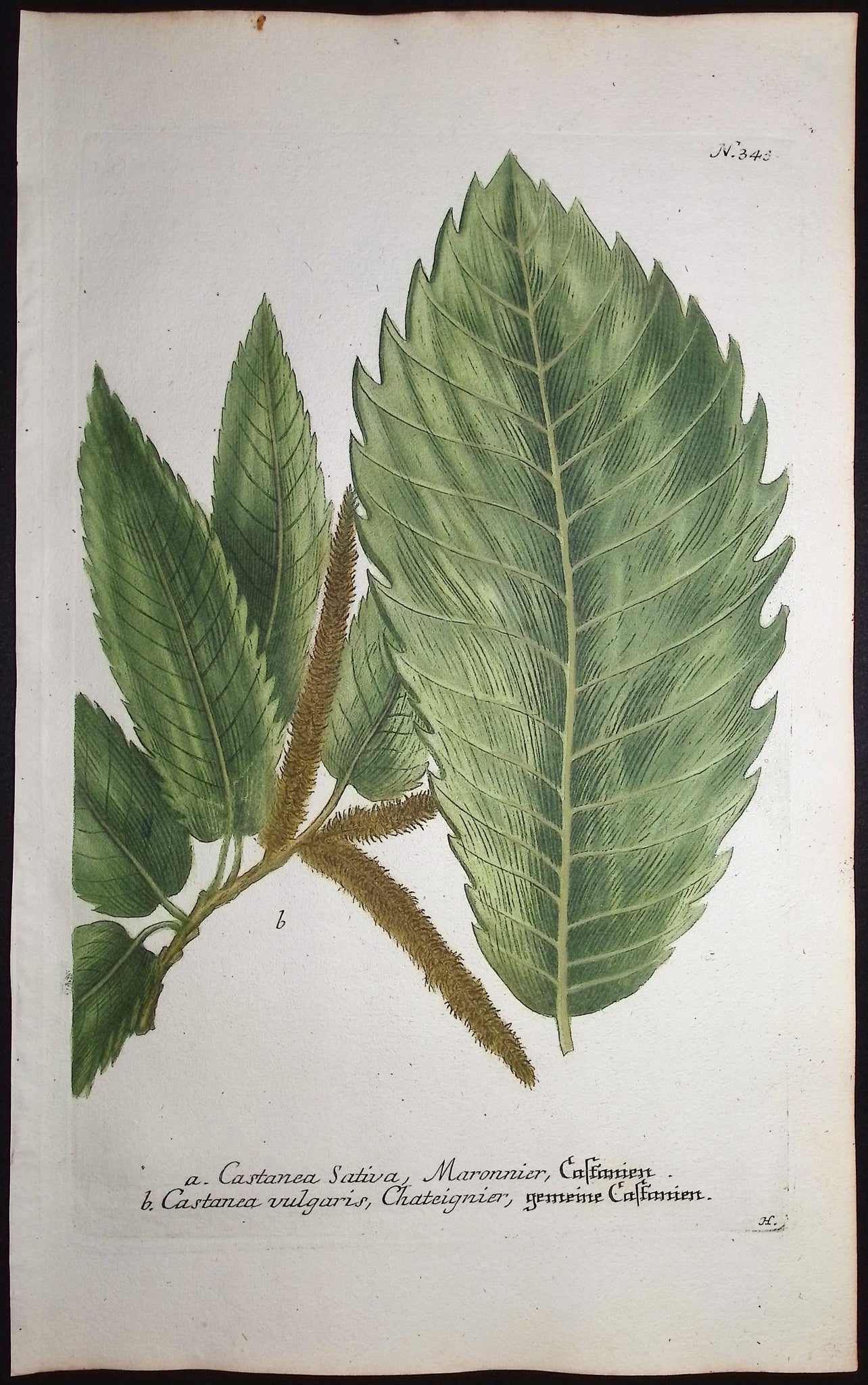 Chestnut