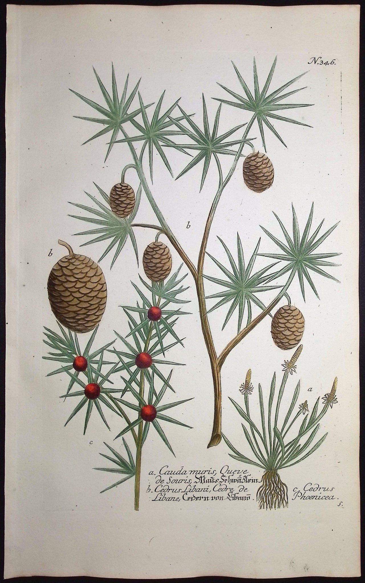 Cedar