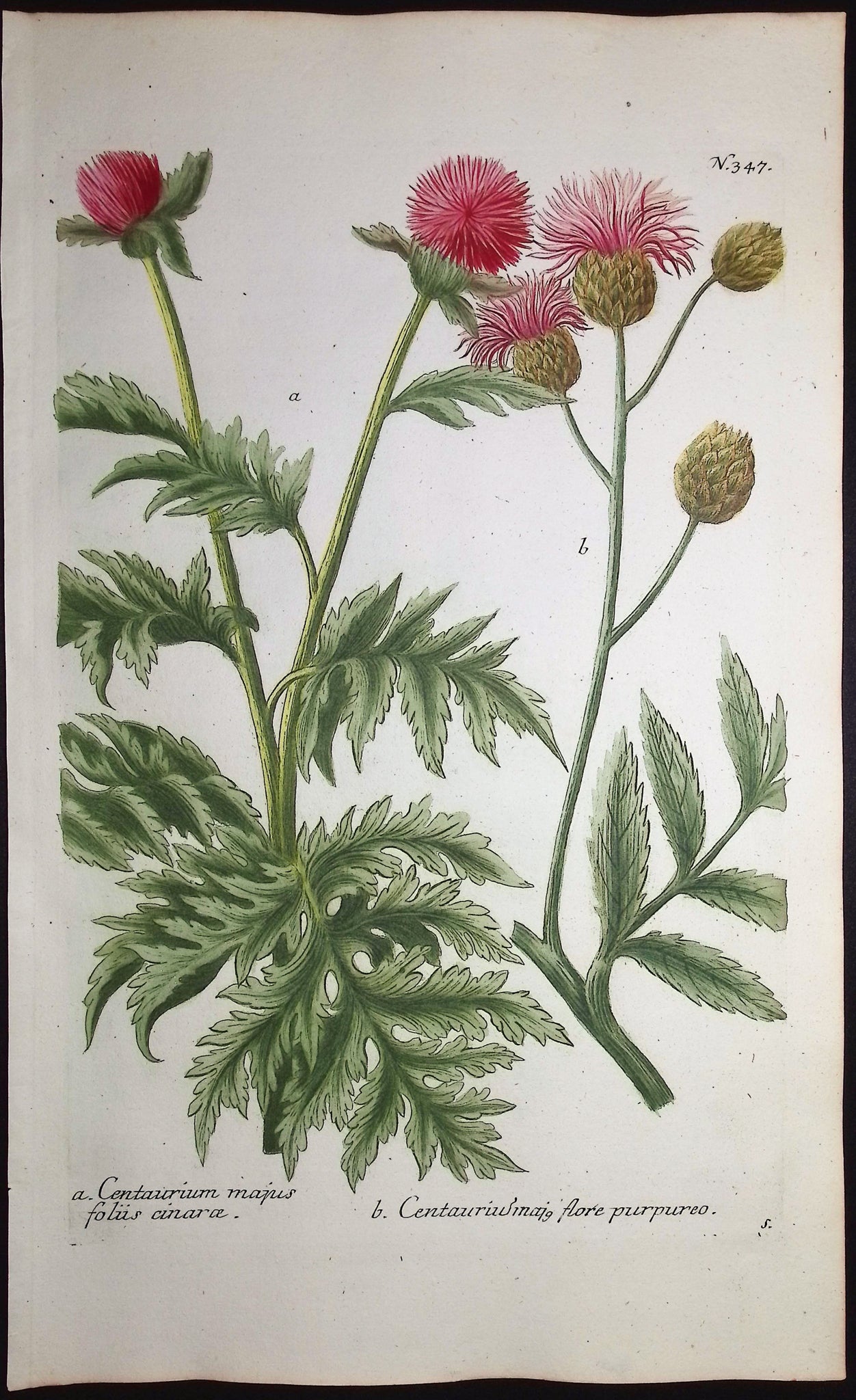 Centaury