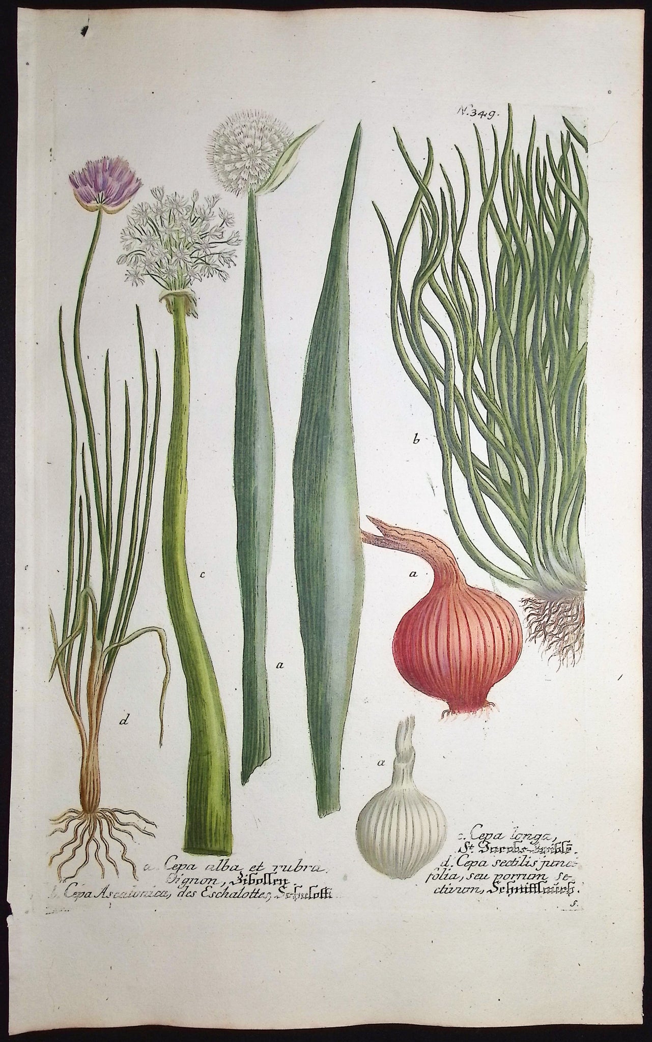 Onion