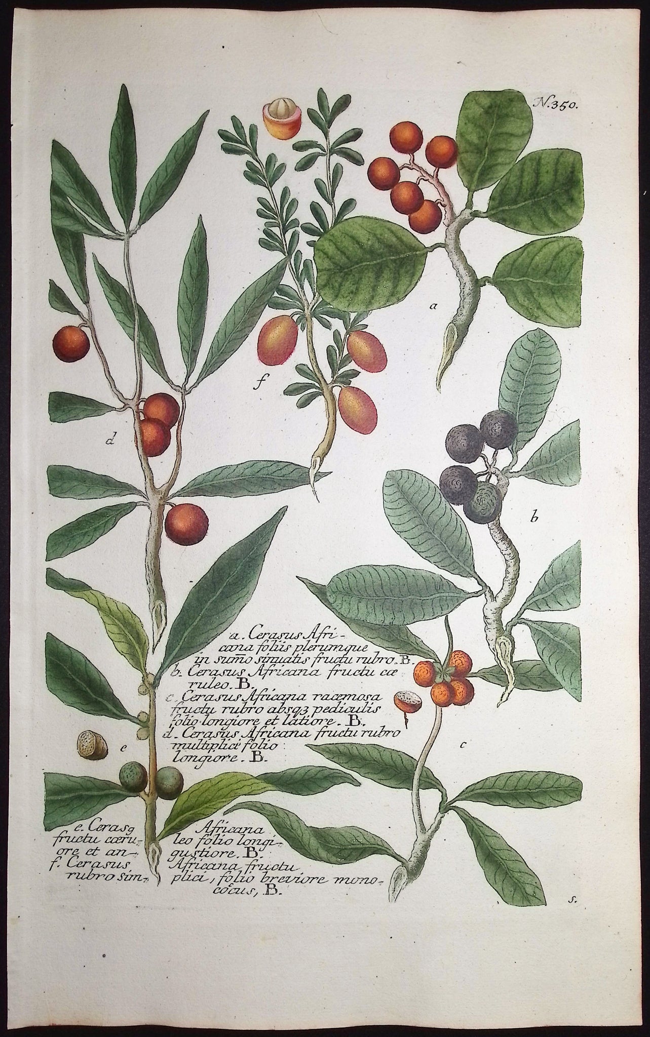 Prune Tree