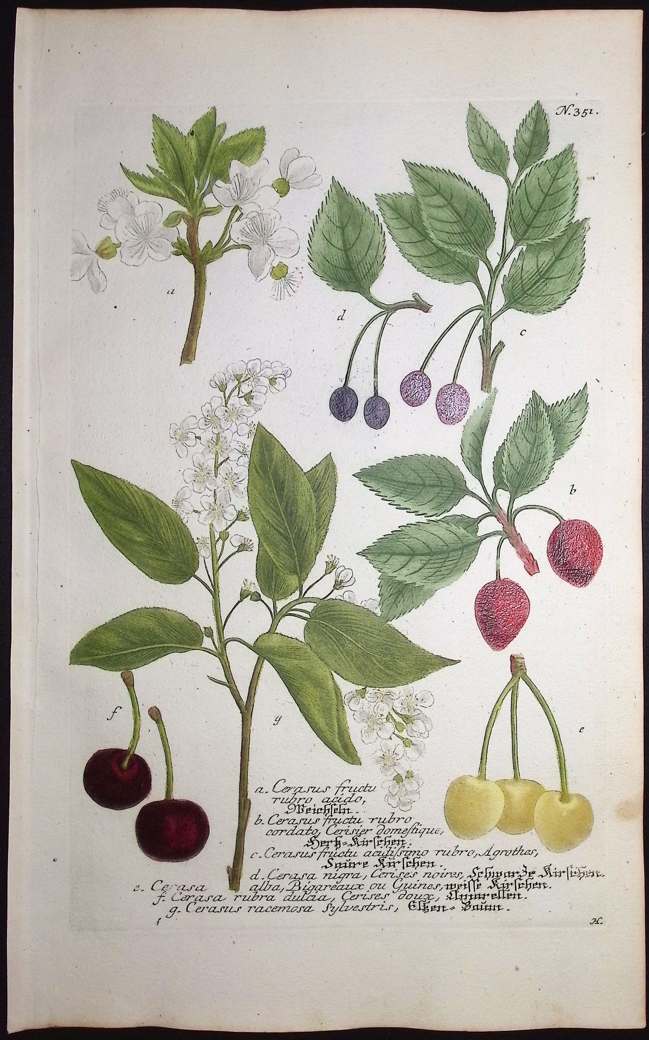 Cherry Tree