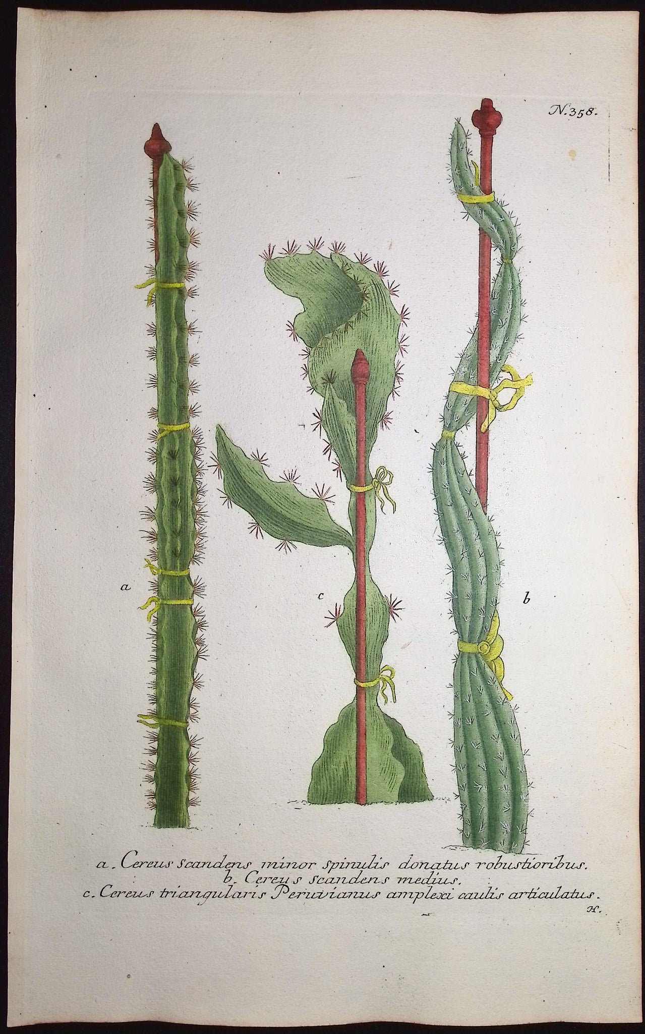 Cactus