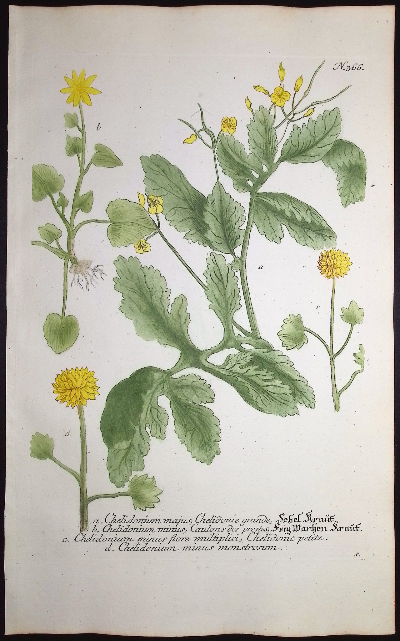 Chelidonium